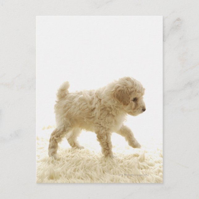 Carte Postale Chiot de caniche (Devant)