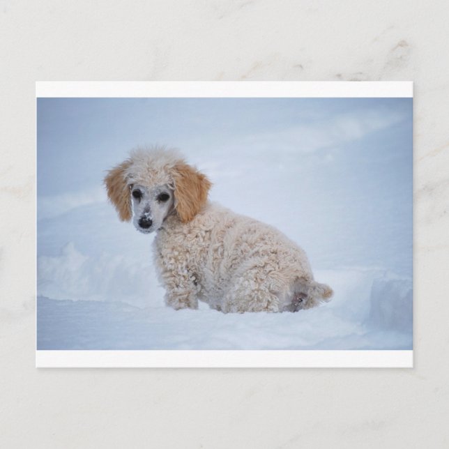 Carte Postale Chiot de caniche blanc précieux dans la neige (Devant)