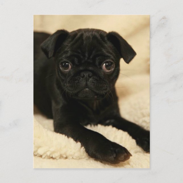 Carte Postale Chiot de Carlin noir (Devant)
