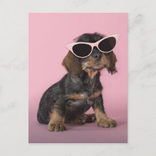 Carte Postale Chiot de Dachshund portant des lunettes de soleil