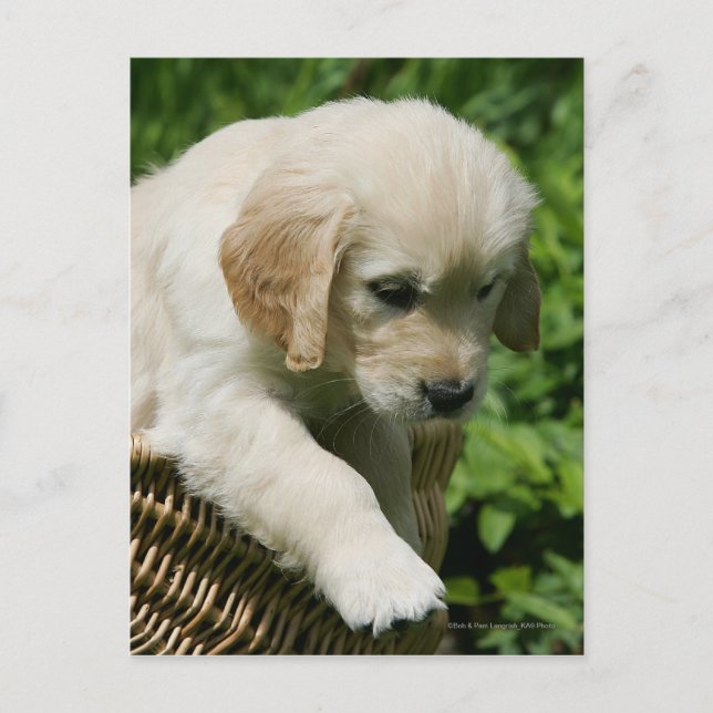 Carte Postale Chiot de golden retriever dans le panier (Devant)
