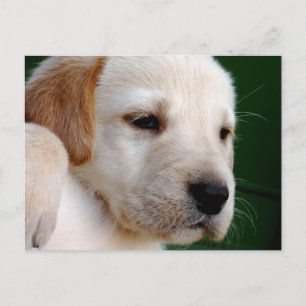 Carte Postale Chiot de laboratoire jaune