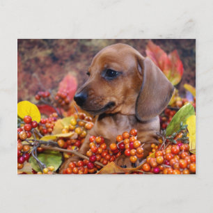 Carte Postale Chiot de l'automne Dachshund