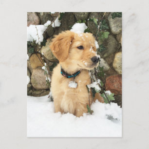 Carte Postale Chiot de neige