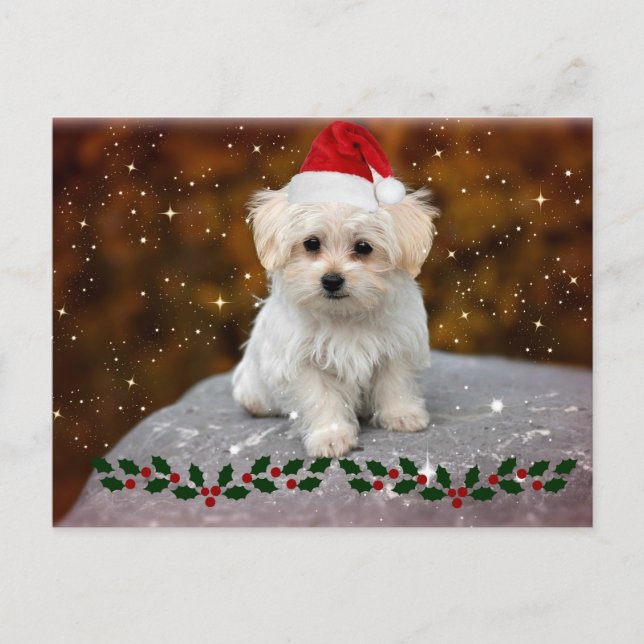 Carte Postale Chiot de Noël maltais (Devant)