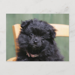 Carte Postale Chiot de Poméranie Noire