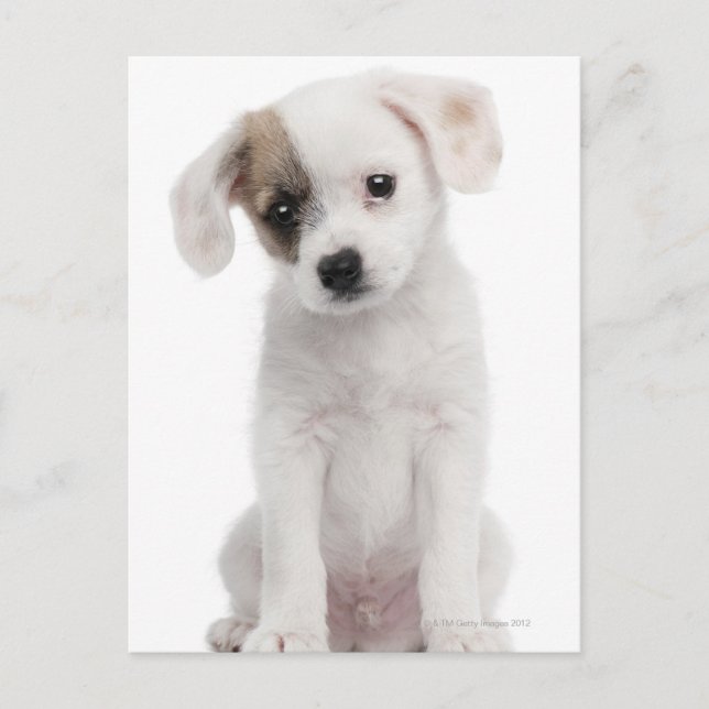 Carte Postale Chiot de race croisée (2 mois) (Devant)
