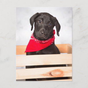 Carte Postale Chiot de récupération Black Labrador