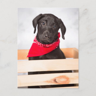 Carte Postale Chiot de récupération Black Labrador
