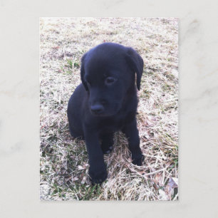 Carte Postale Chiot de récupération Black Labrador