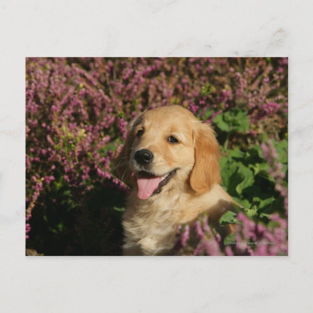 Carte Postale Chiot de rétracteur d'or (Devant)