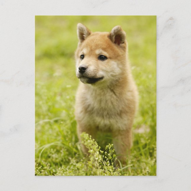 Carte Postale Chiot de Shiba-ken (Devant)