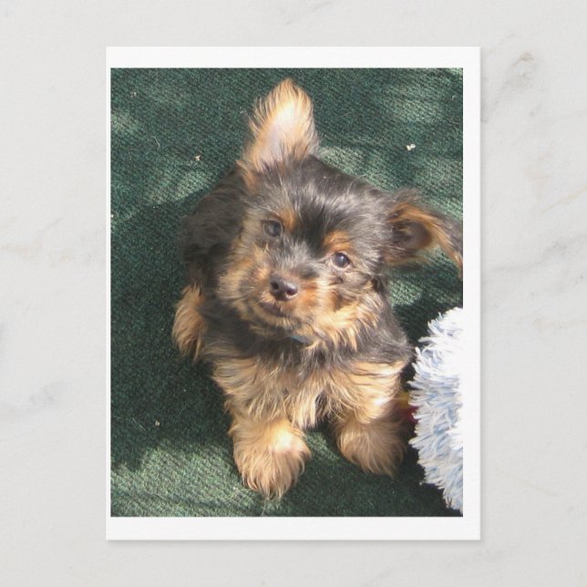 Carte Postale Chiot de Silky Terrier 10 semaines (Devant)