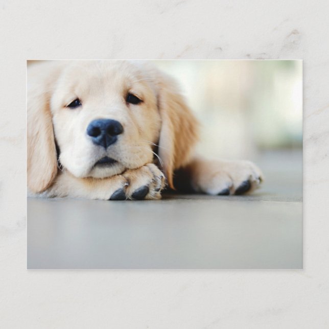 Carte Postale Chiot doré rétrificateur doré (Devant)