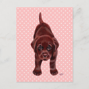 Carte Postale Chiot du Labrador au chocolat