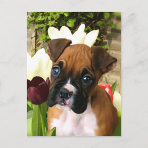 Carte Postale Chiot en boîte en tulipes