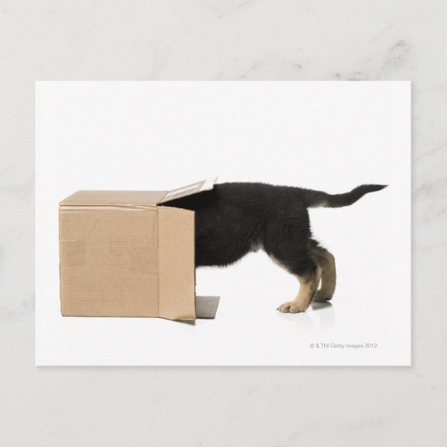 Carte Postale Chiot en carton (Devant)