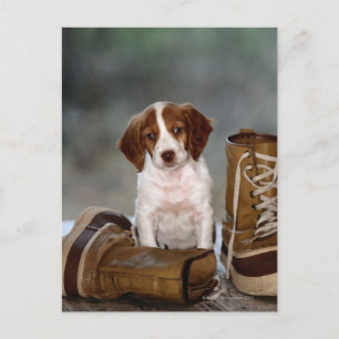 Carte Postale Chiot et bottes