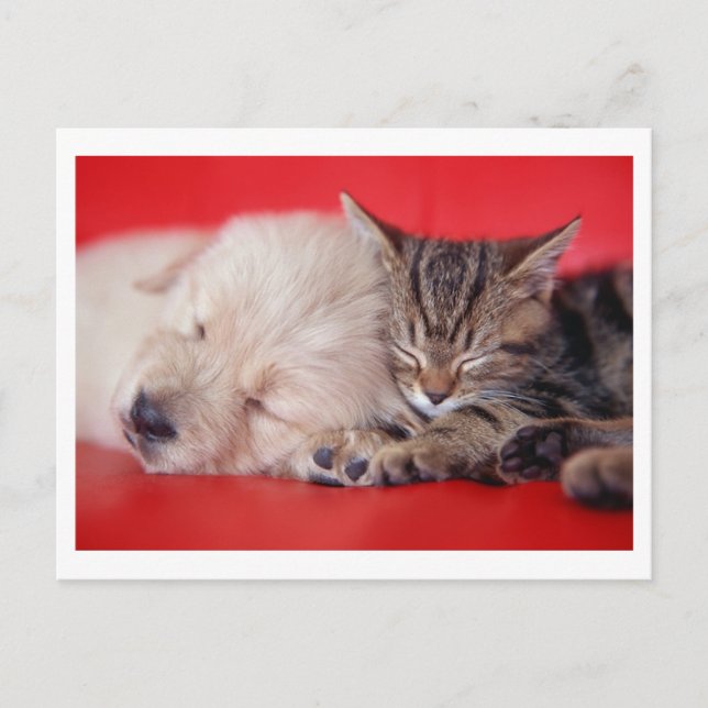 Carte Postale Chiot et chaton (Devant)