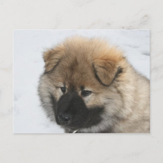 Carte Postale Chiot Eurasier