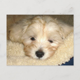 Carte Postale Chiot fatigué