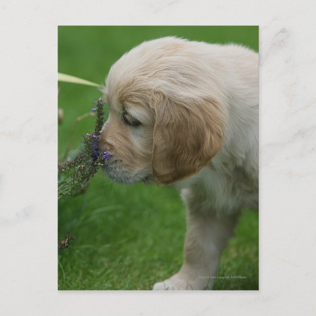 Carte Postale Chiot Golden Retriever (Devant)