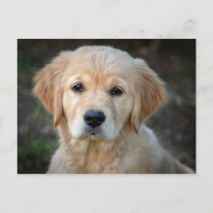 Carte Postale Chiot Golden Retriever