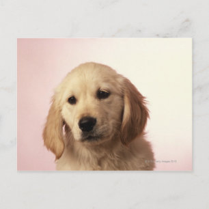 Carte Postale Chiot Golden Retriever