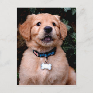 Carte Postale Chiot Golden Retriever