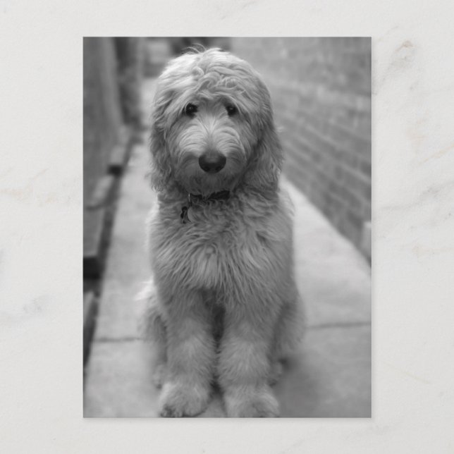 Carte Postale Chiot Goldendoodle en Jardin (Devant)