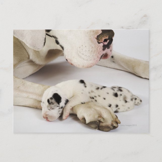 Carte Postale chiot Harlequin Grand Danois dormant sur sa mère (Devant)