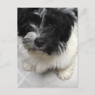 Carte Postale Chiot Havanais de sauvetage noir et blanc