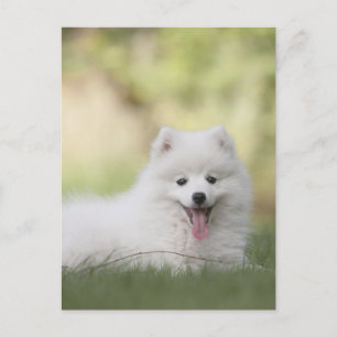 Carte Postale Chiot Keeshond Blanc Fluffy