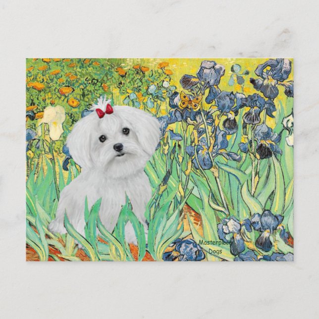 Carte Postale chiot MALTAIS - Iris (Devant)