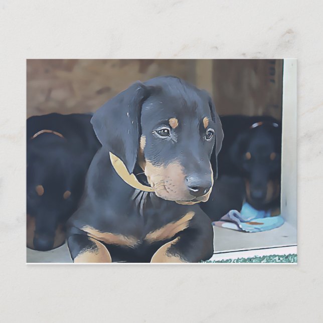 Carte Postale Chiot noir Doberman (Devant)
