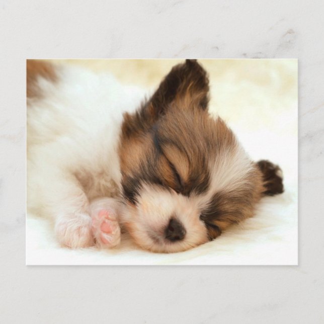 Carte Postale Chiot papillon (Devant)