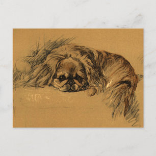 Carte Postale Chiot Pekingeses vintage