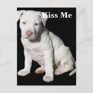 Carte Postale Chiot Pitbull blanc bébé