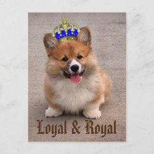 Carte Postale Chiot royal et loyal Corgi