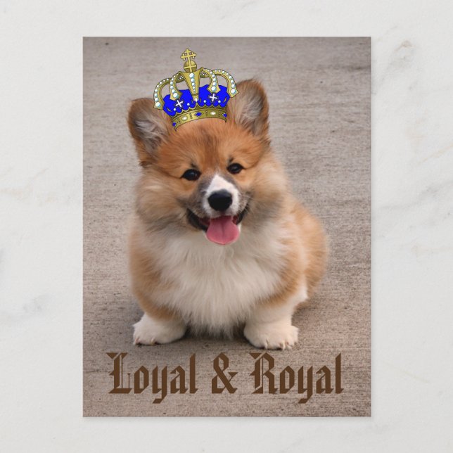 Carte Postale Chiot royal et loyal Corgi (Devant)