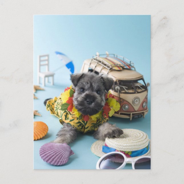 Carte Postale Chiot Schnauzer miniature et vacances d'été (Devant)