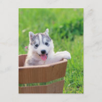 Chiot sibérien Husky dans un pot