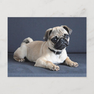 Carte Postale Chiot sur le divan Lounging