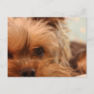 Carte Postale chiot yorkie