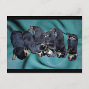 Carte Postale chiots à tête blanche