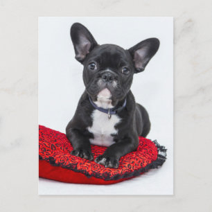 Carte Postale Chiots Bouledogue