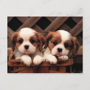 Carte Postale Chiots cavalier