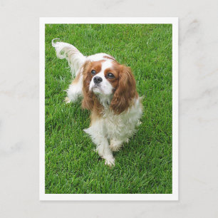 Carte Postale Chiots Cavalier King Charles Spaniel