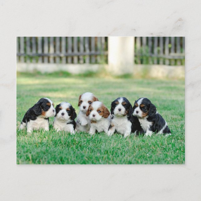 Carte Postale Chiots Cavalier King Charles Spaniel (Devant)