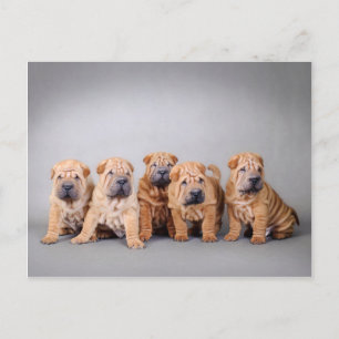 Carte Postale Chiots chinois Shar Pei
